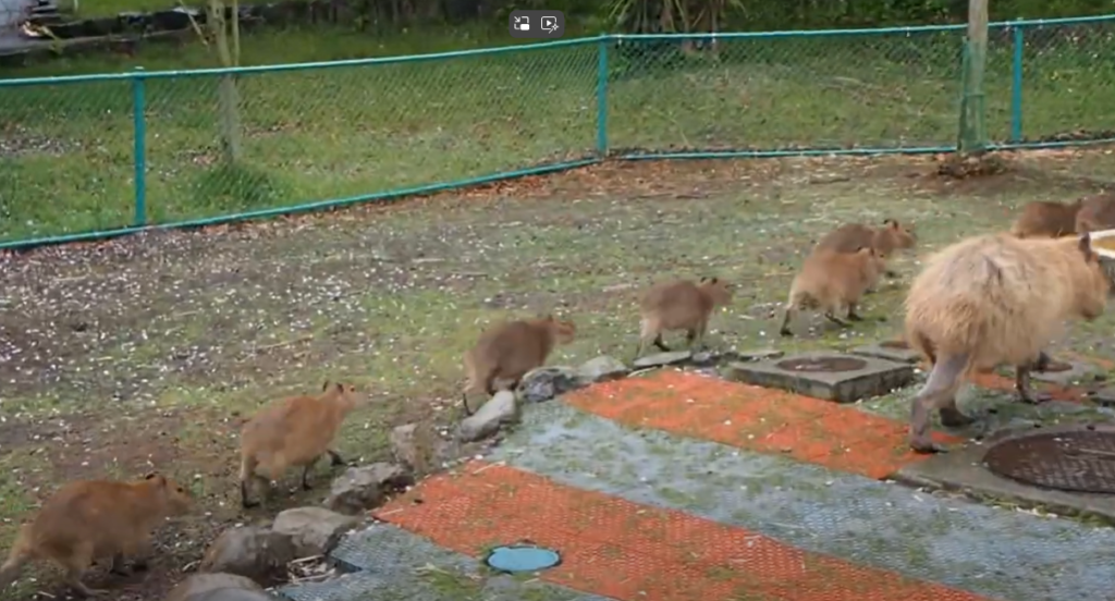 動物園で行列するカピパラ