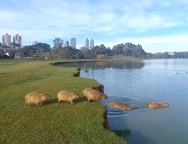 公園で行列するカピパラ